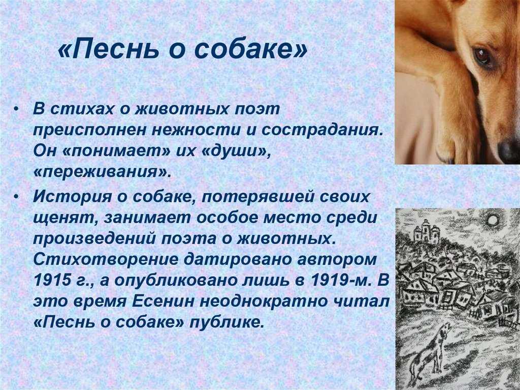 🐶 песнь о собаке