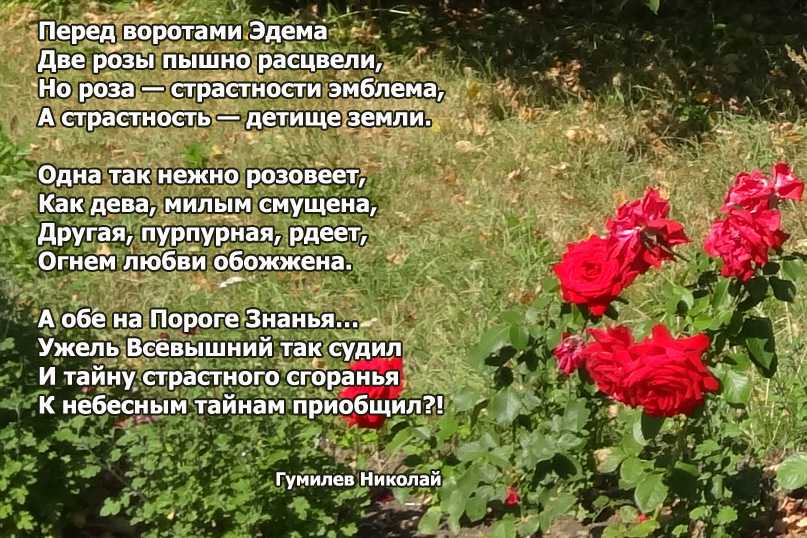 Николай гумилев две розы. анализ стихотворения две розы гумилева