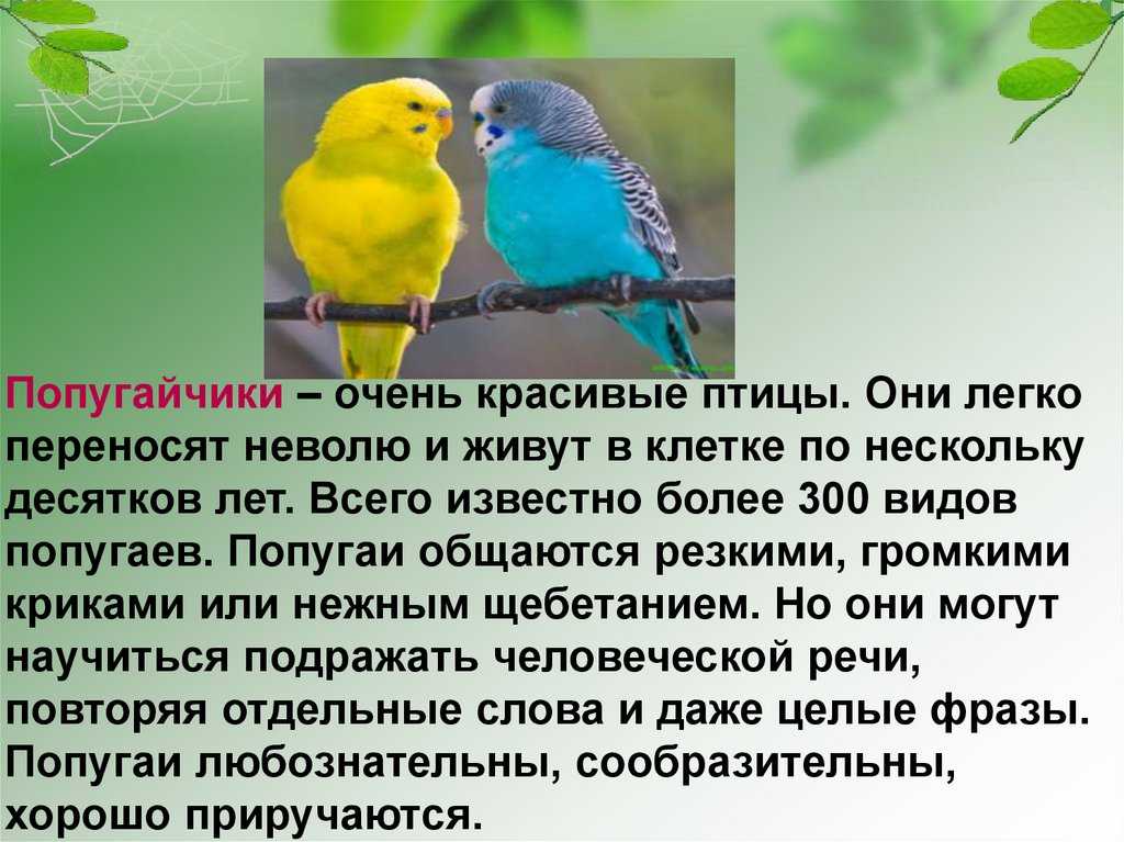 Мой домашний питомец сочинение 2 класс про попугая