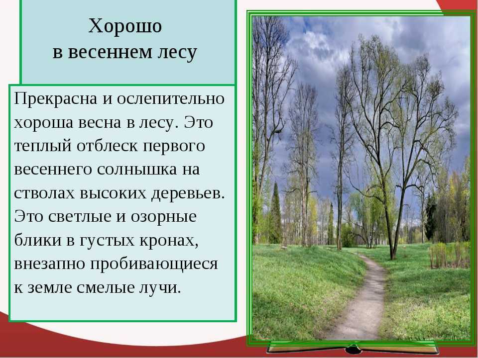 Сочинение поход в лес летом