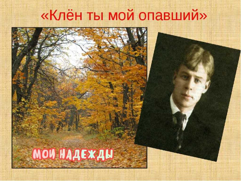 Клен ты мой опавший. Сергей Есенин клен. Сергей Есенин клён ты мой опавший. Сергей Есенин стихотворения .клён. Клен опавший Есенин.