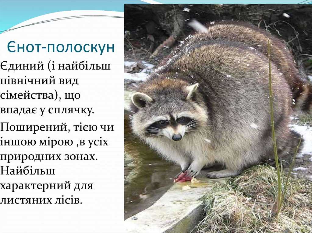 Енот полоскун животное. описание, особенности, образ жизни и среда обитания енота полоскуна