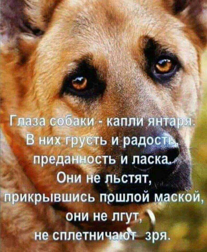 Рассуждение верности по отрывку емельянова «как я покупал собаку», сочинение