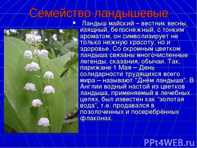 Сочинение 5 класс цветы. Сочинение про Ландыш. Описание ландыша сочинение. Сочиненение Ландыш 5 класс. Сочинение про Ландыши 5 класс.