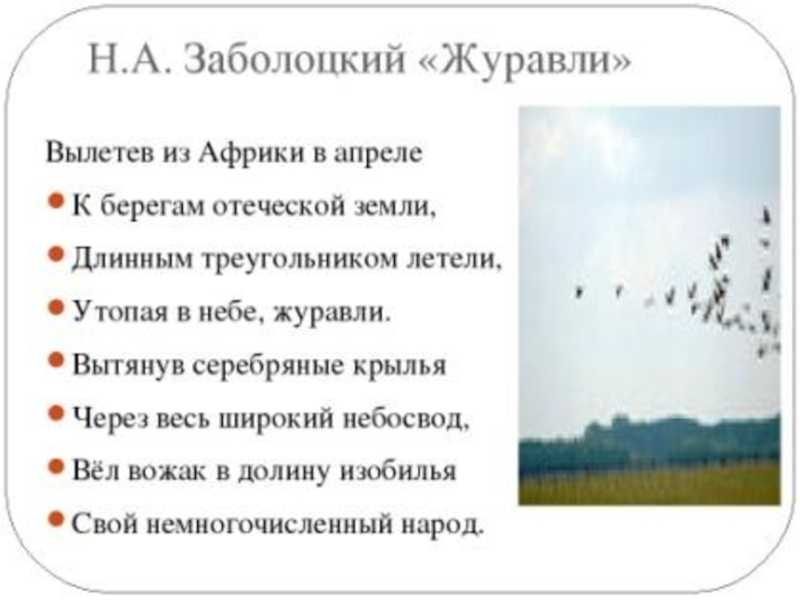«журавли» николай заболоцкий: читать текст, анализ стихотворения