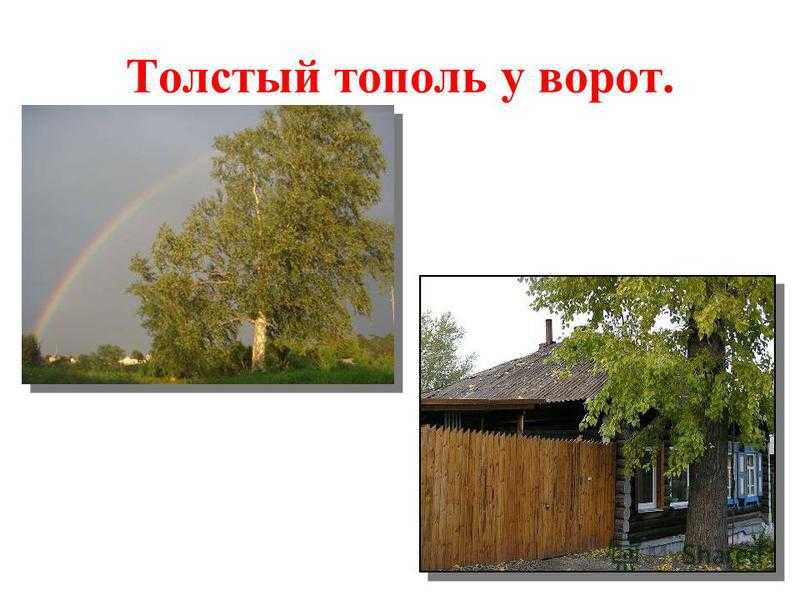 Автор стиха если скажут слово родина