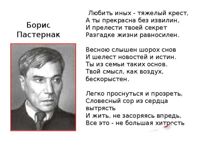 🍃 сосны