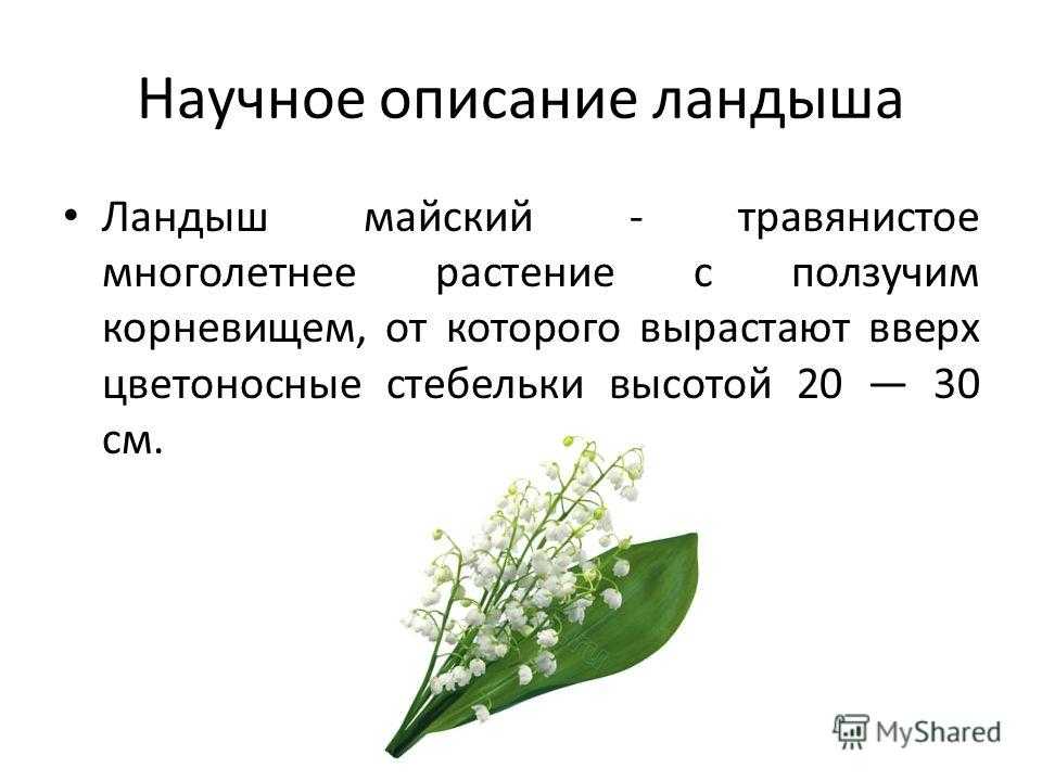 Написать Про Розу В Научном Стиле