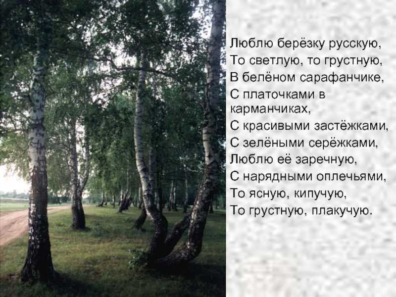 «люблю берёзку русскую…» александр прокофьев: читать текст, анализ стихотворения