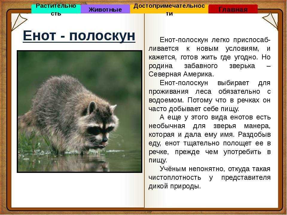 Я енотик полоскун. Енот полоскун текст. Органы чувств енота полоскуна. Паспорт енота полоскуна. Систематика енота полоскуна.