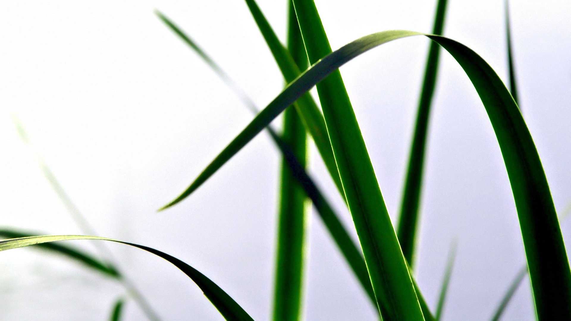 Листья травы - leaves of grass - dev.abcdef.wiki