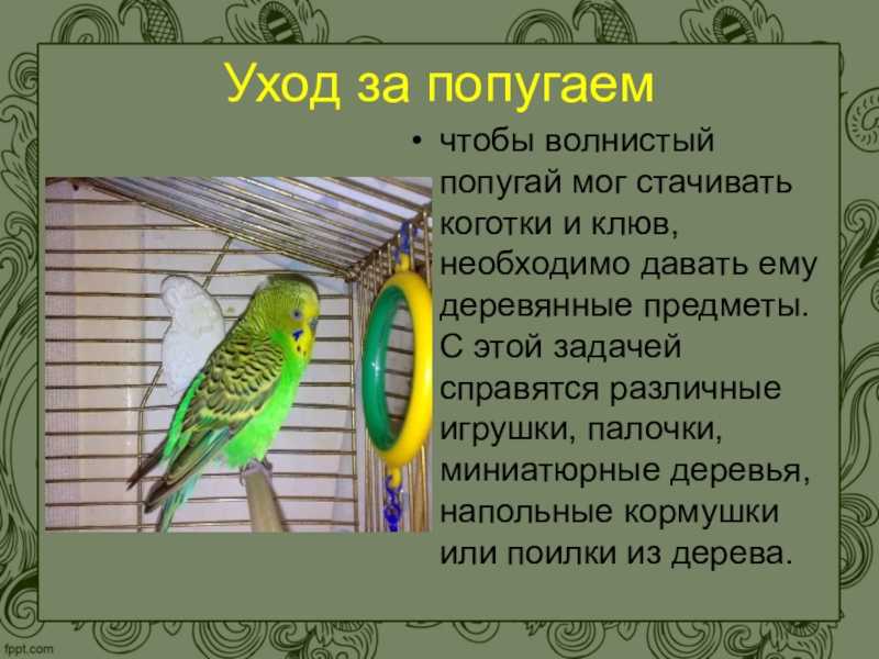 Сочинение на тему мой попугай 2, 3, 5 класс