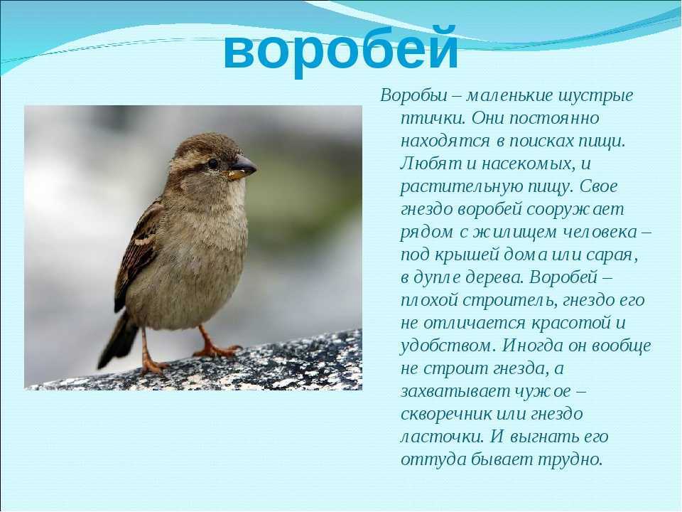 Образ кудряша в пьесе островского «гроза» :: сочинение по литературе на сочиняшка.ру