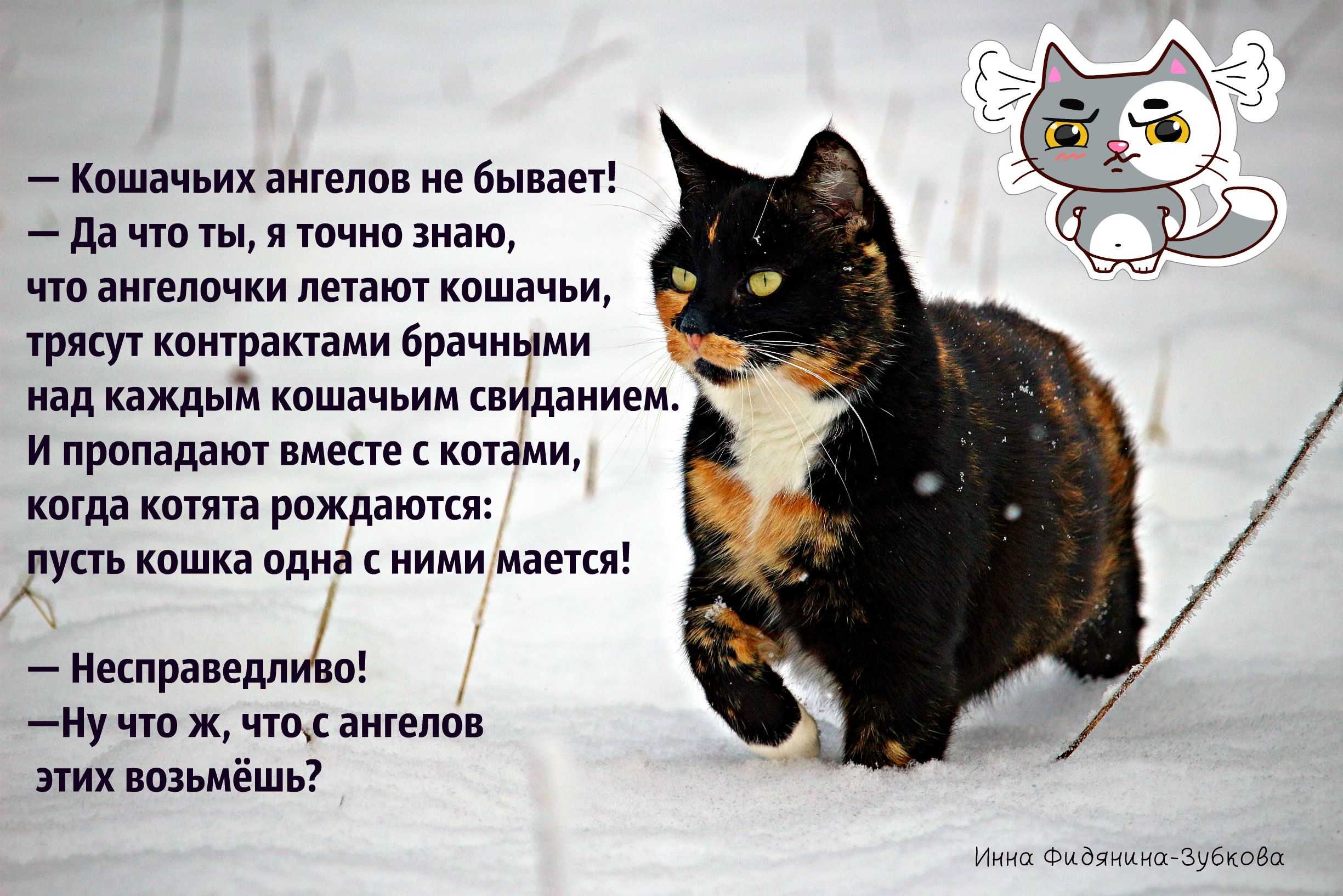 Я Нашла В Саду Котенка