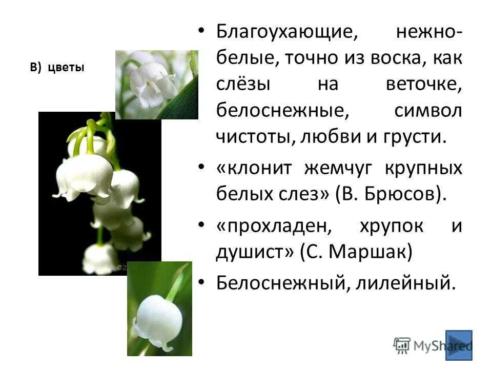 Наверное, каждый скажет, что природа хороша в любое время года С этим трудно спорить, да и не стоит Хотя все же самым лучшим временем, на мой взгляд, является весна А почему не трудно догадаться