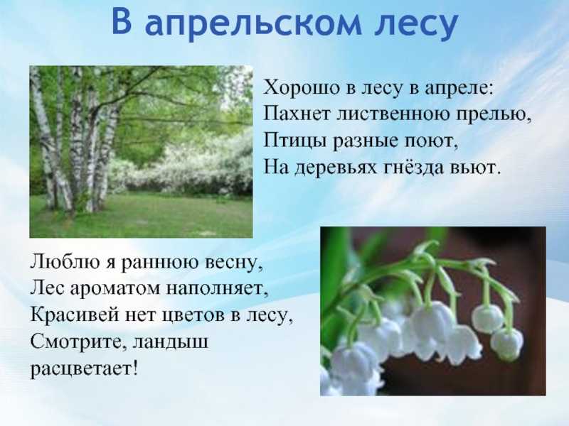 Сочинение на тему прогулка по зимнему лесу