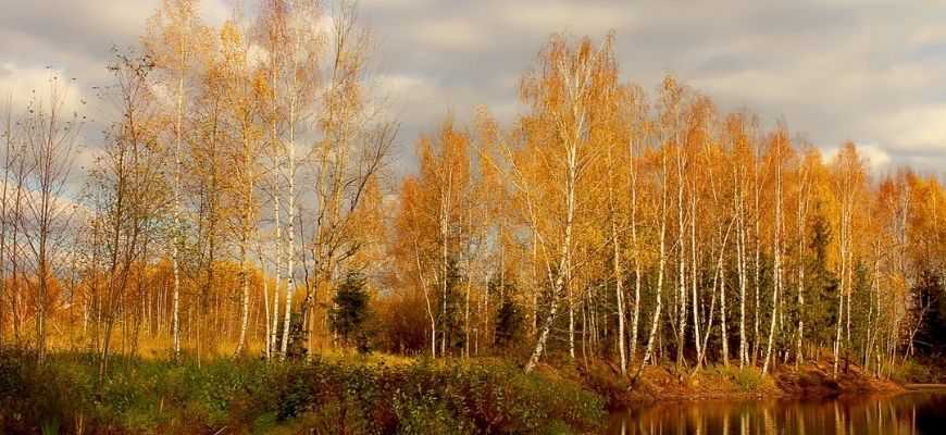 осенние стихотворения тютчева. дубовая роща осень. фёдор александрович васильев болото в лесу. картина ф васильева болото в лесу. золотая осень пастернак картина.