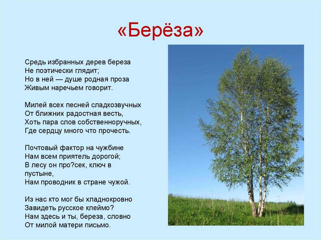 Береза c. есенина, текст и анализ стихотворения: идея, композиция, жанр