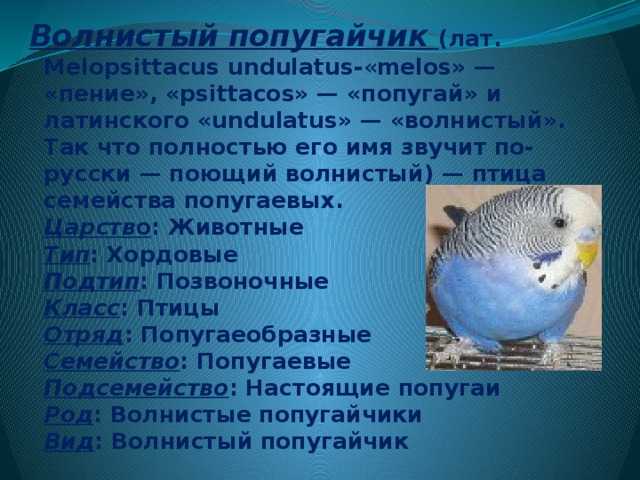 Волнистые попугаи: жизнь на воле и в домашних условиях