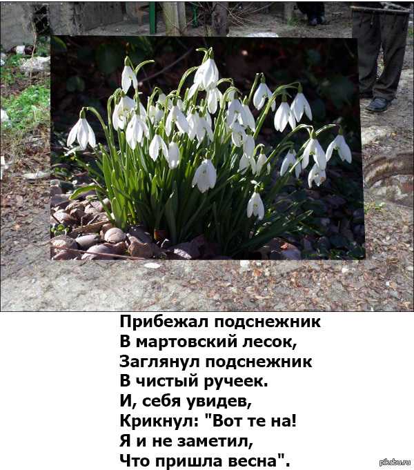 Презентация на тему почему подснежник занесли в красную книгу растений?