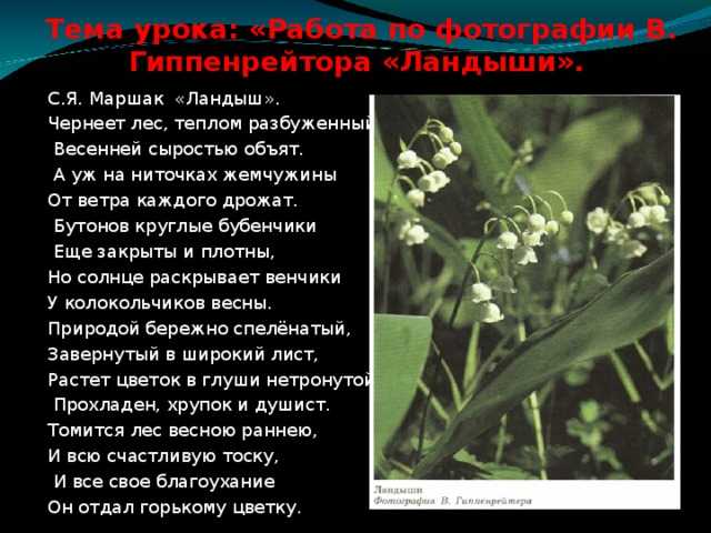 Сочинение мой любимый цветок (18 вариантов роза, ландыш, ромашка, тюльпан) 5 класс