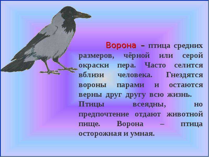 Сочинение про птиц 3 класс