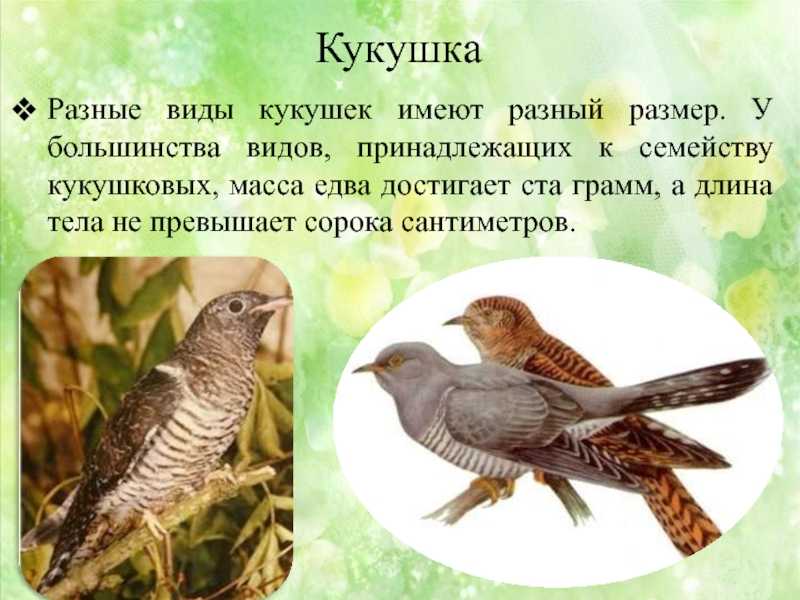 Детские стихи. елена благинина