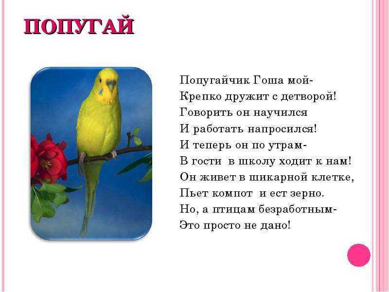 Доклад-сообщение волнистый попугай 2 класс