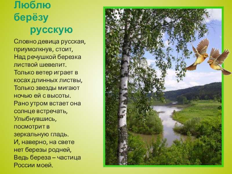 Русская берёзка | детство-гид