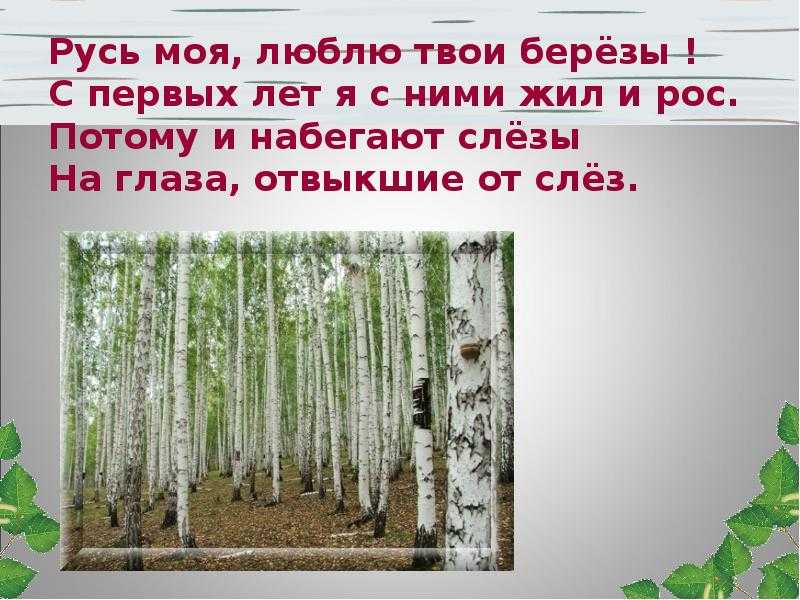 «люблю берёзку русскую…» а. прокофьев