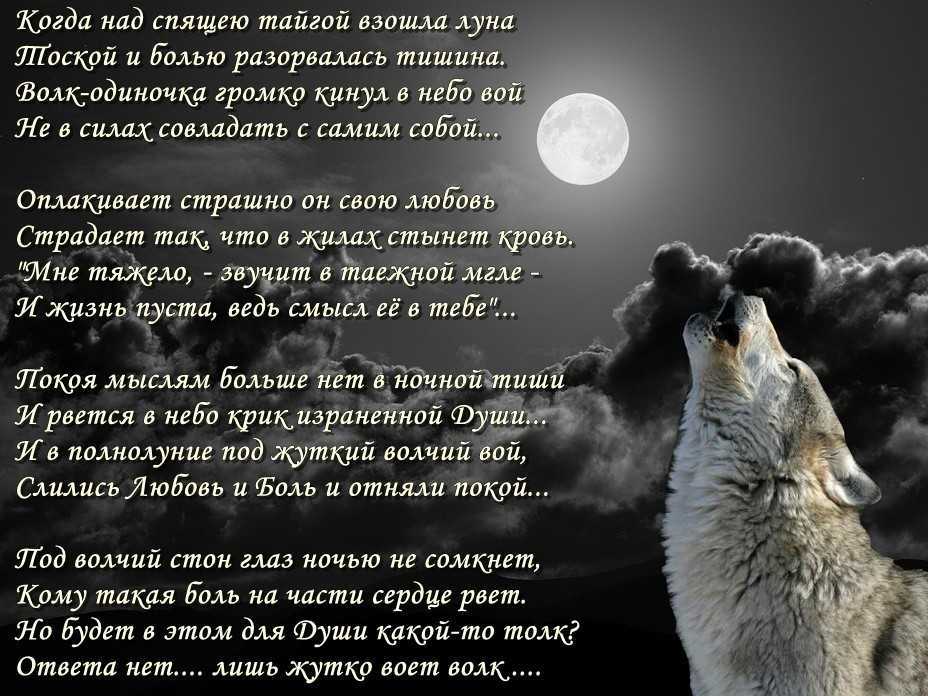 Загадки, пословицы и стихи о волке