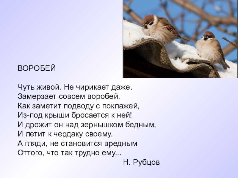 Николай рубцов – воробей – стихочудовище
