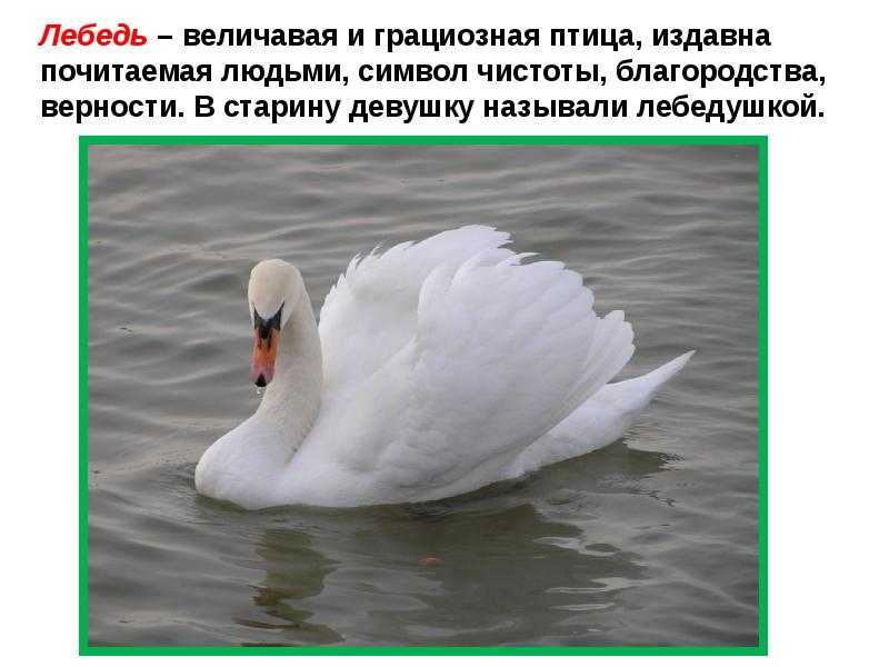Лебедушка