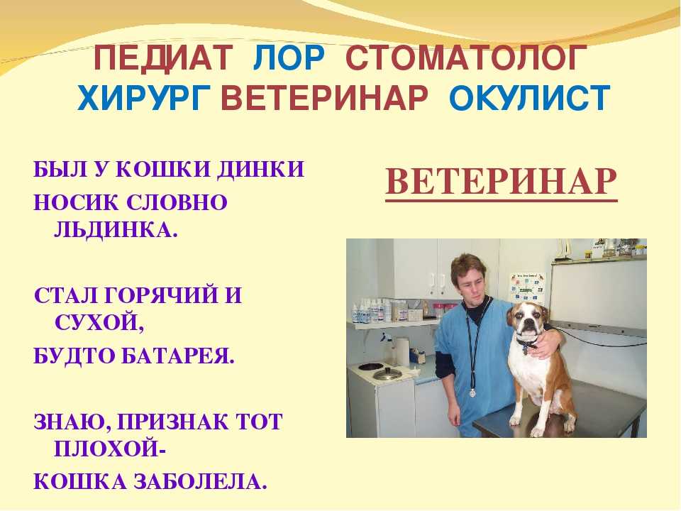 Сочинение профессия ветеринар или почему я хочу стать ветеринаром