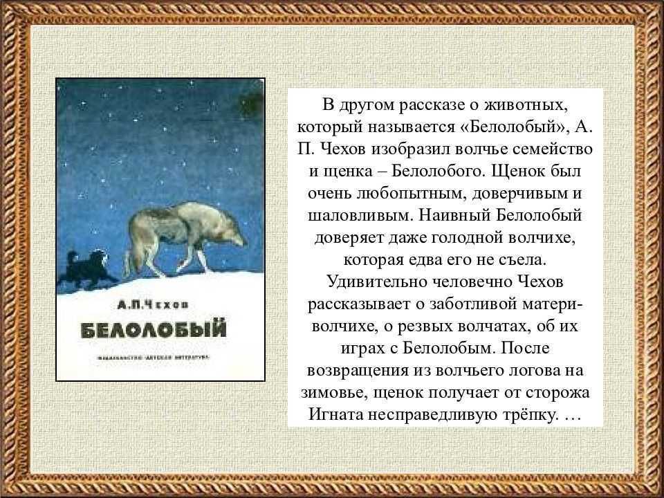 "белолобый"