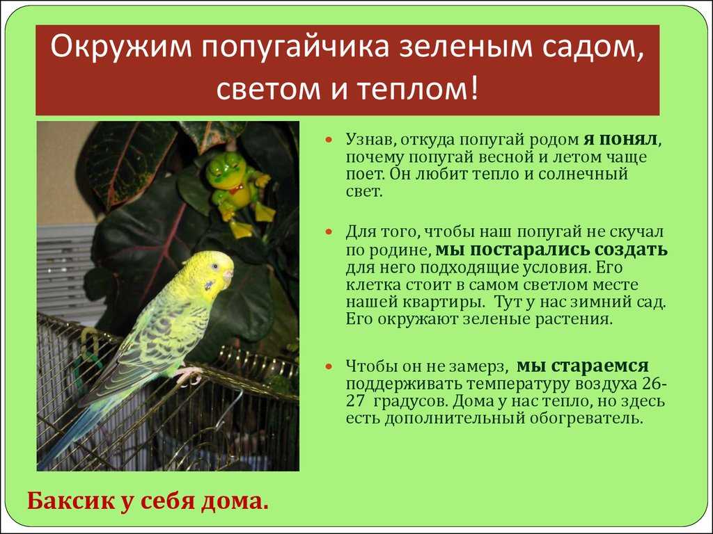 Сочинение на тему мое домашнее животное волнистый попугай