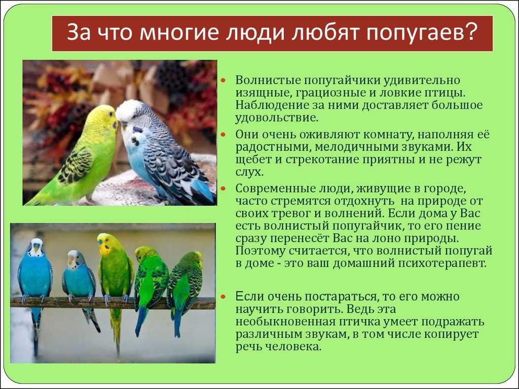 Сочинение попугай - мое любимое домашнее животное (мой питомец)