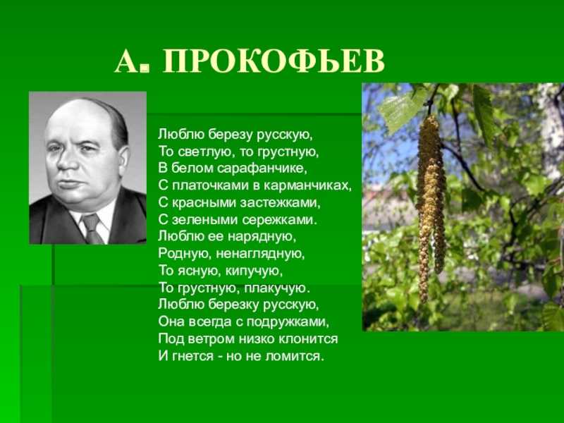 Александр прокофьев 📜 люблю берёзку русскую - читать и слушать стих +заказать анализ