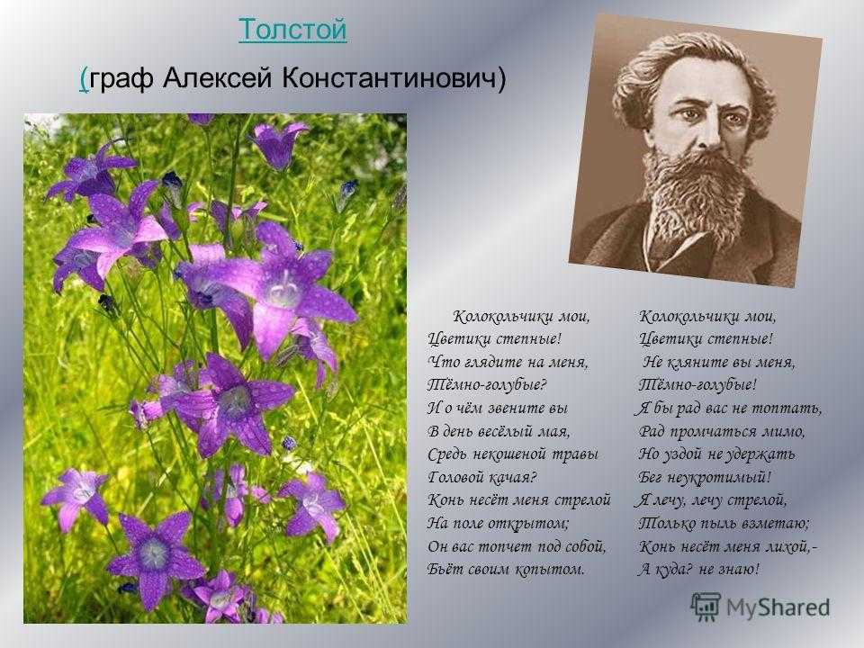 Какое стихотворение написал а к толстой. Алексея Константиновича Толстого иллюстрации колокольчики Мои.