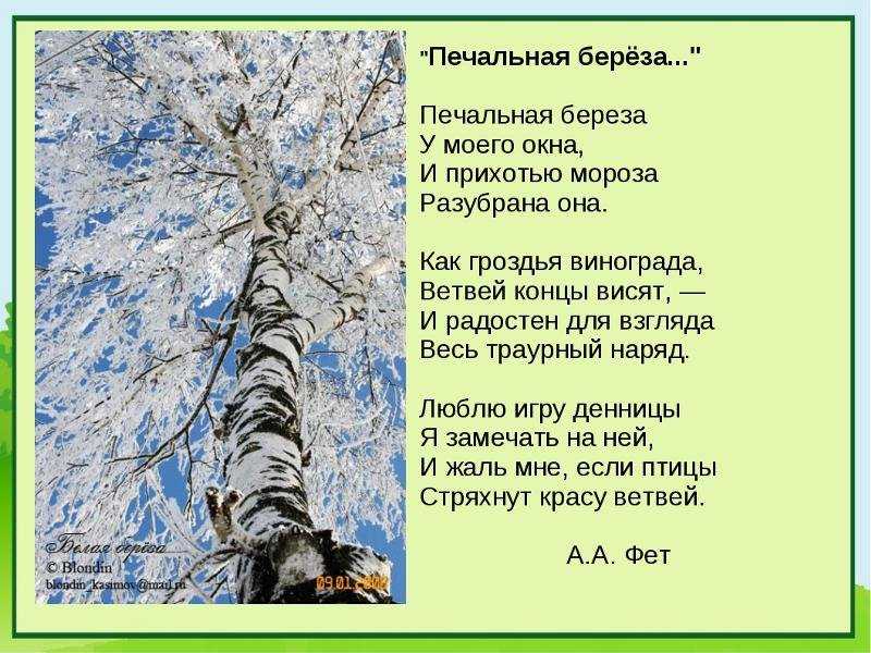 Афанасий фет - печальная берёза: читать стих, текст стихотворения полностью - классика на рустих