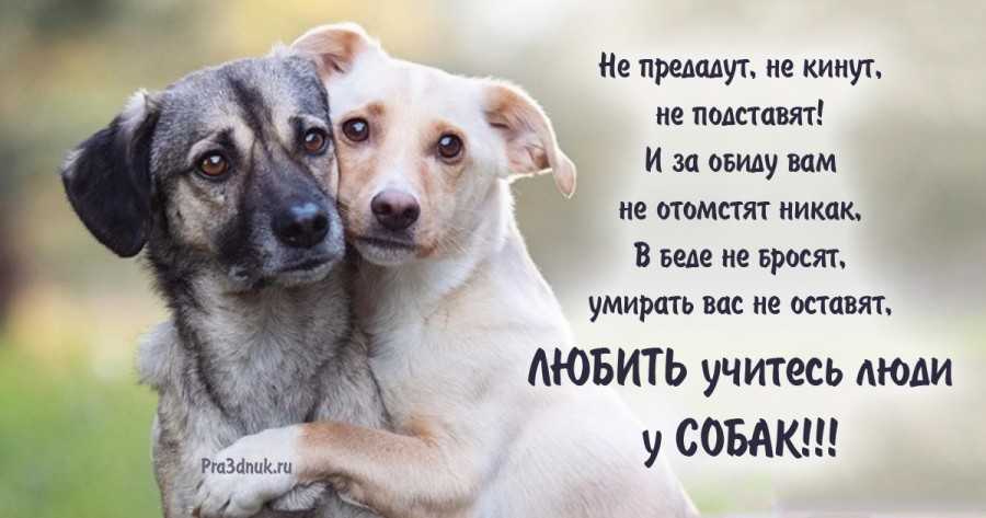 5 лучших сочинений про преданность для огэ