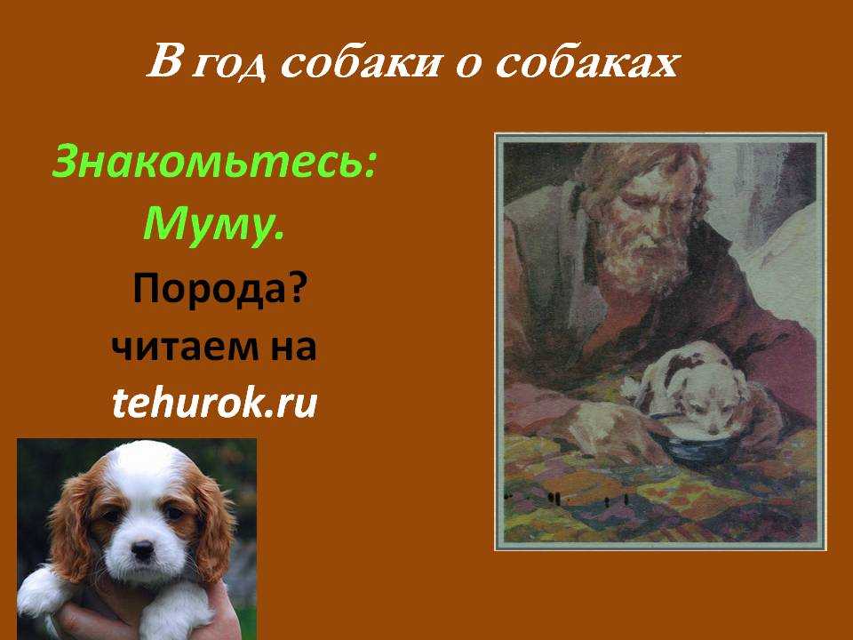 Собака муму. Муму порода собаки Тургенев. Муму Тургенев собачка. Спаниель Муму. Тургенев Муму спаниель.