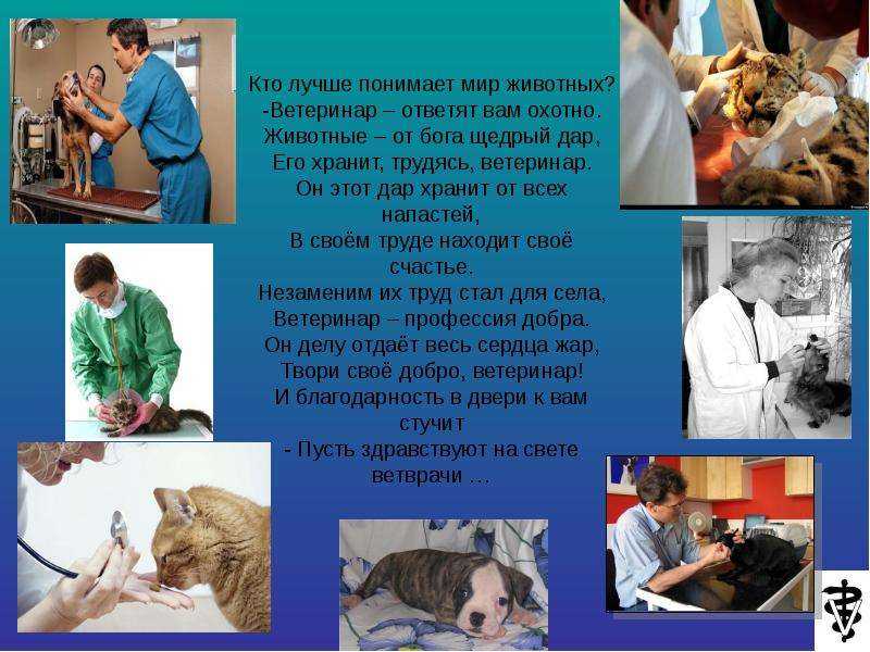 Эссе "почему я хочу стать ветеринаром?"