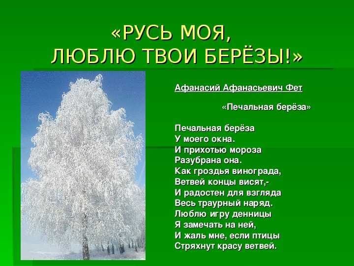 Анализ стихотворения печальная береза фета