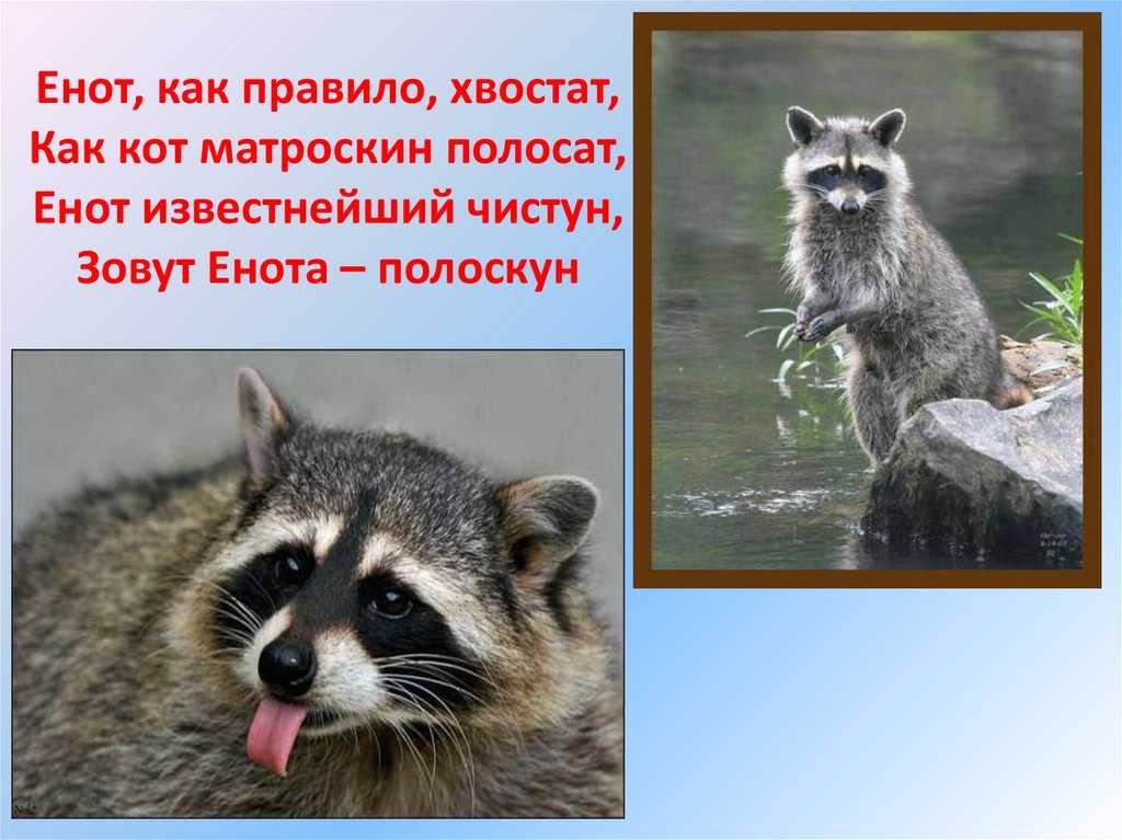 Енот-полоскун. - литература - сказки