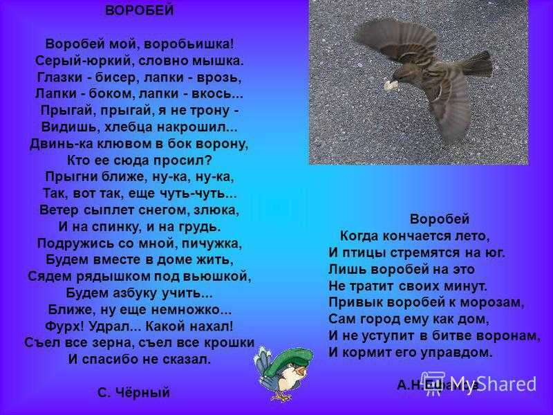 Песня воробей я буду богат. Воробей мой воробьишка. Стихотворение Воробей Саша черный. Стихотворение Воробей мой воробьишка. Стих Саши черного Воробей мой воробьишка.