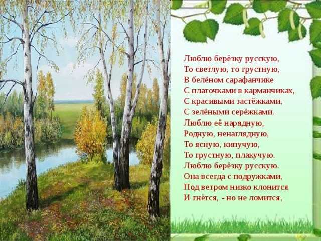 Литкульт — люблю берёзку русскую