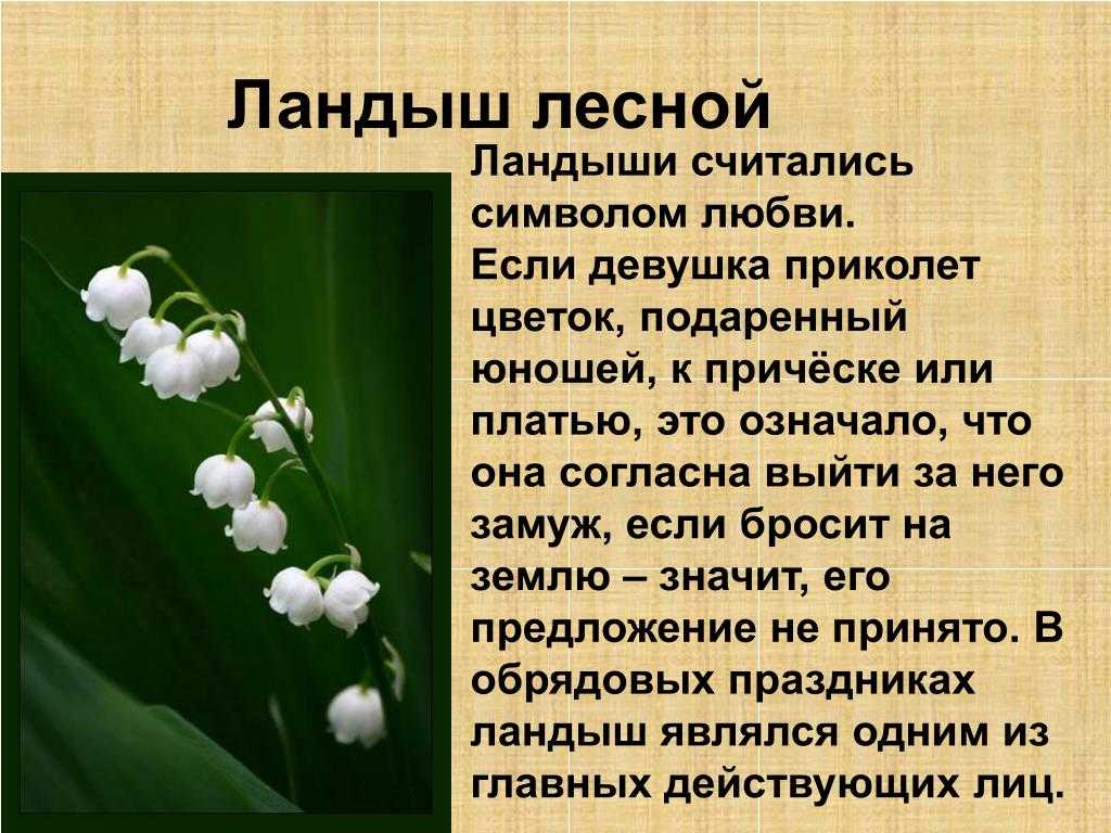 Сочинение 3 класса цветок. Интересные факты о ландыше. Сочинение про Ландыш. Сочинение про растения. Сочинение на тему Ландыш.