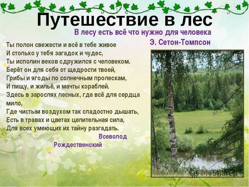 Сочинение "лес" (5-7 класс)