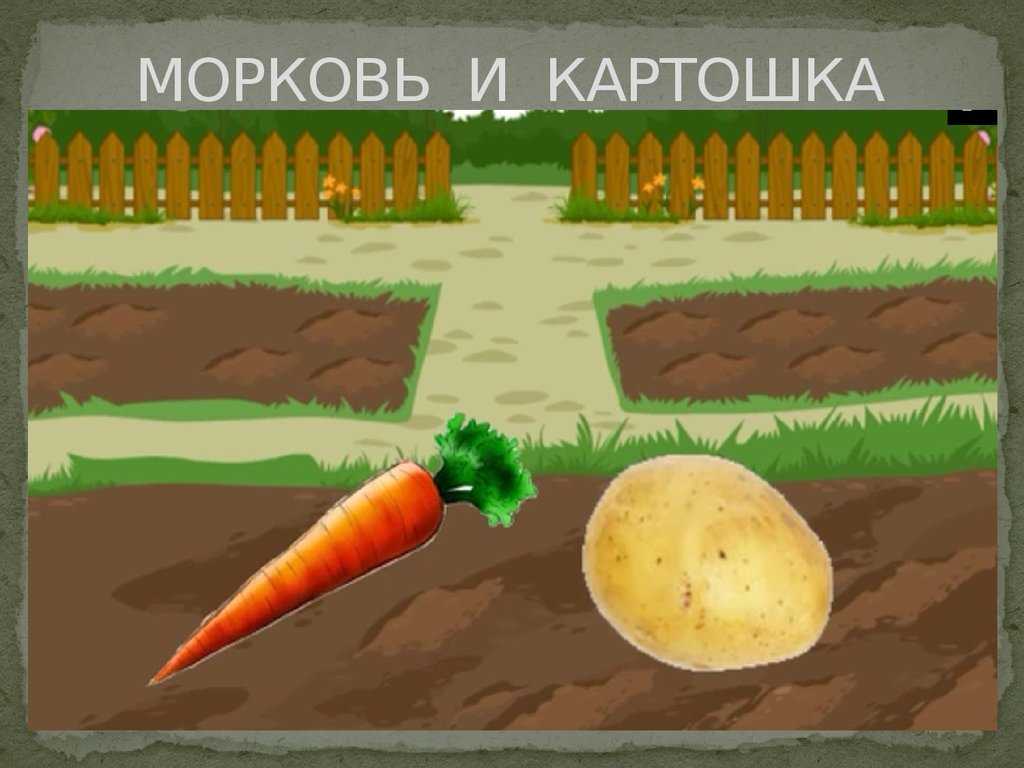 Моркофель и картофь